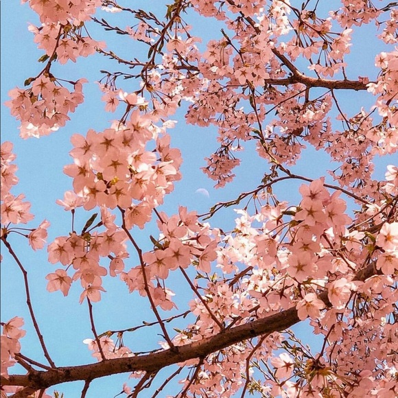 Meet your Posher, Yvette - Picture 1 of 1